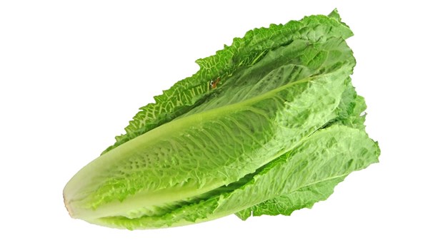 Alerte : la laitue romaine bannie jusqu'à nouvel ordre 