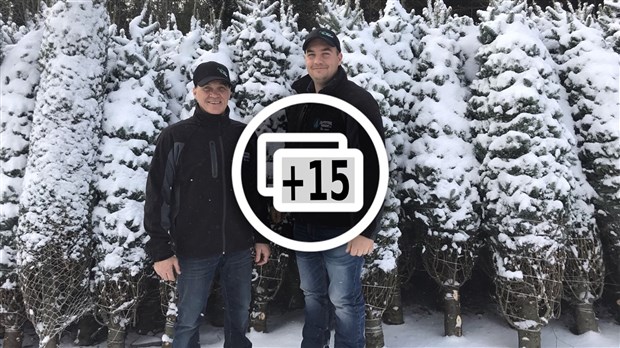 De la Beauce à Dubaï : les sapins des Plantations Robert ont la cote 