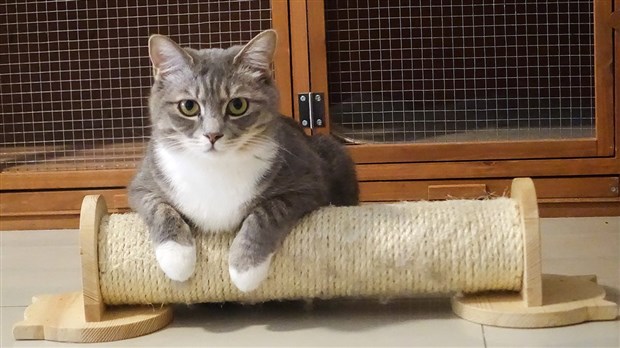 Comment choisir le bon griffoir pour son chat ?