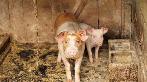 135 492 $ alloué pour l'industrie porcine à Saint-Elzéar