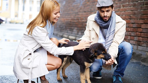 Le chocolat : à ne pas partager avec vos animaux !