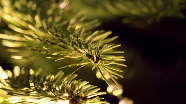 Une deuxième vie pour votre arbre de Noël