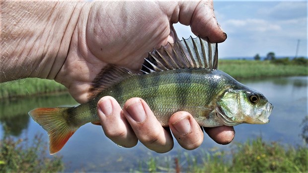 Le congrès de chasse et de pêche de Chaudière-Appalaches aura lieu à Ste-Marie