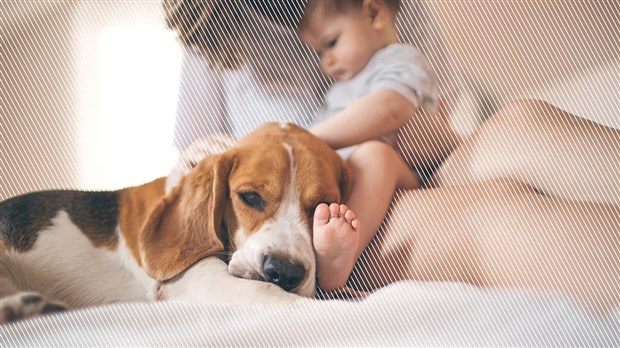 Bébé arrive, préparez votre chien!