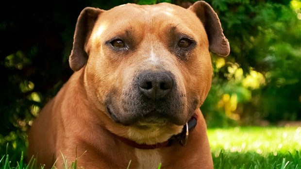 La FQM réagit au projet de loi 128 sur l’encadrement des chiens dangereux
