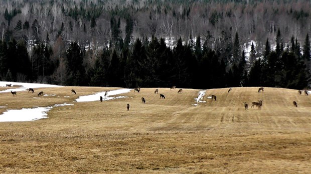 Normand DeLessard présente la sortie des chevreuils au printemps 2018 en Beauce