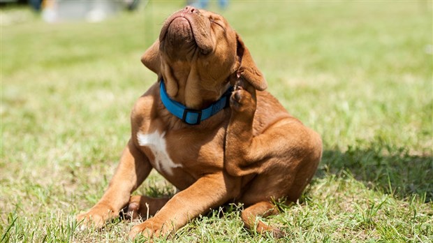 Protégez votre animal des tiques et des puces, c'est aussi protéger les membres de votre famille!