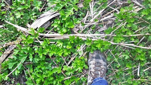 Chaudière-Appalaches lance un projet de lutte à la berce du Caucase