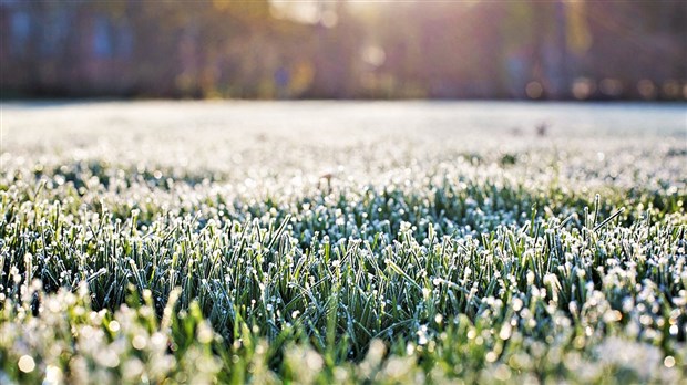 Le gel pourrait endommager les cultures en Beauce et dans les Etchemins