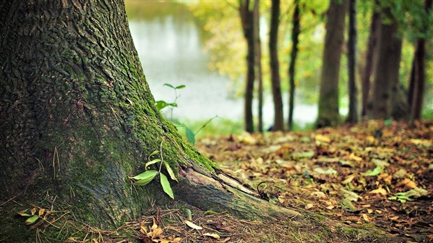 Le Rappel distribuera des arbres gratuitement à Saint-Georges