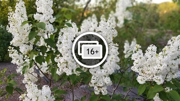 Une grande variété de Lilas à la Fête des parfums