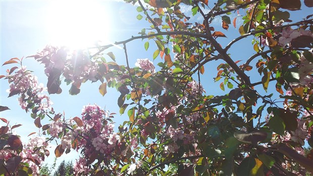 Normand DeLessard présente la beauté des pommiers fleuris en Beauce