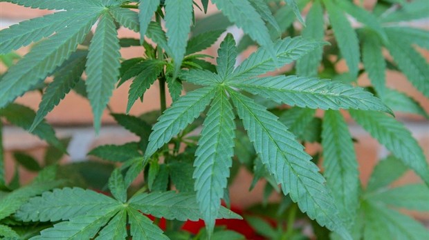 Loi C-45 : le cannabis sera légal en octobre au Canada