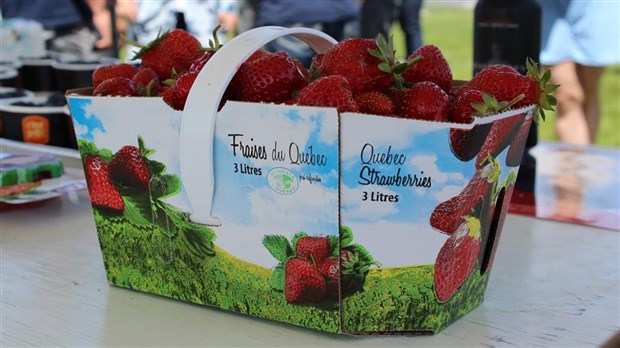 La saison des petits fruits est lancée en Chaudière-Appalaches