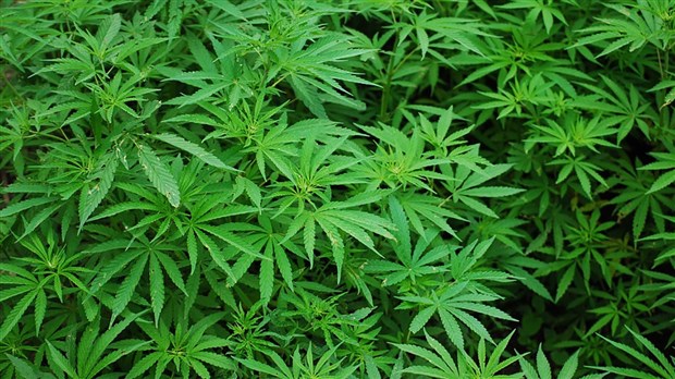 Une boutique de cannabis dans Chaudière-Appalaches dès octobre