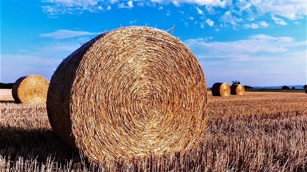 La chaleur pourrait coûter cher à des agriculteurs 