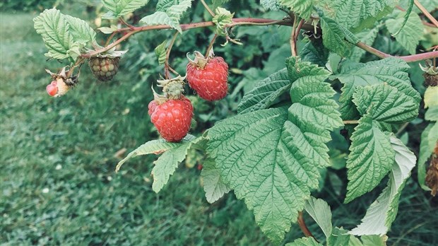 Une année dans la moyenne pour les producteurs de framboises