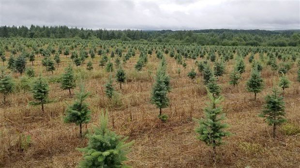Un Beauceron tire le bilan de sa carrière dans la culture de sapins