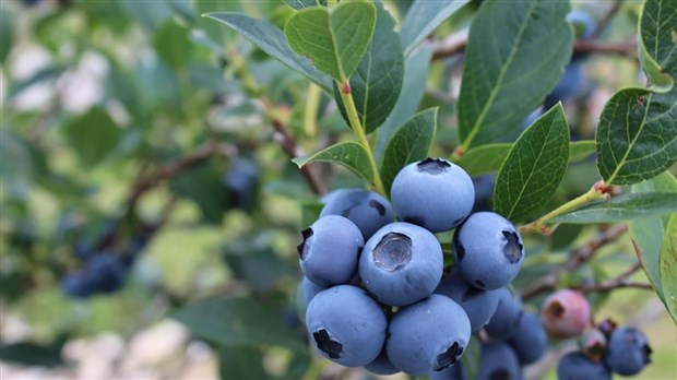 La saison des bleuets est lancée en Chaudière-Appalaches