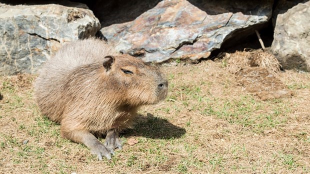 Le Miller zoo : une initiative hors du commun