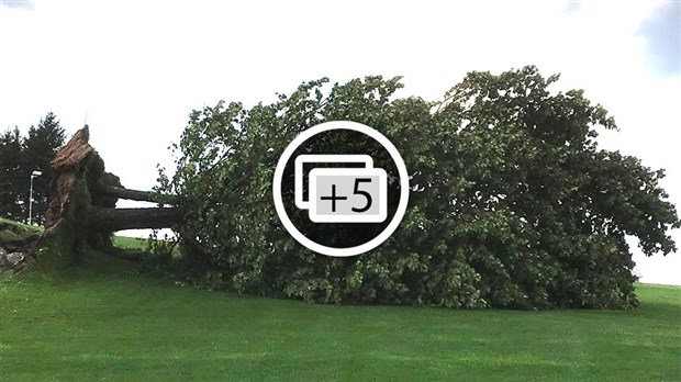 EN BREF | Plusieurs arbres renversés au golf du Moulin à St-Benoît