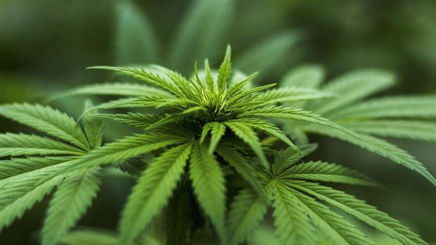 Marijuana illégale : les autorités saisissent des dizaines de plants en Beauce 