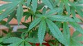 Cannabis : les propriétaires ont jusqu'au 15 janvier pour modifier le bail
