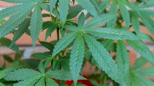 Cannabis : les propriétaires ont jusqu'au 15 janvier pour modifier le bail