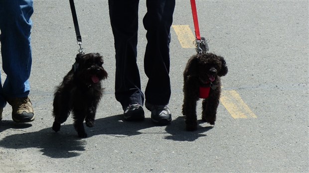 Chats et chiens : les propriétaires pourront renouveler les médailles