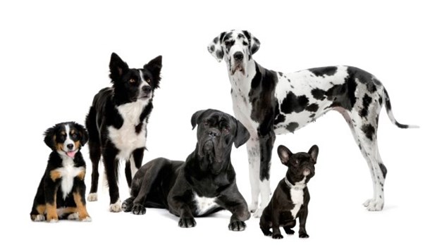 Comment adopter la bonne race de chien pour soi?