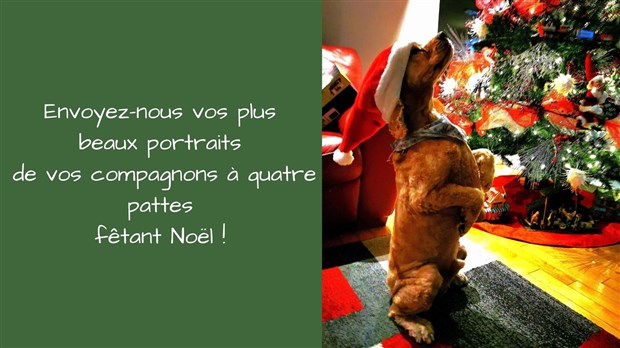 Appel de photographie : Vos animaux de Noël ! 