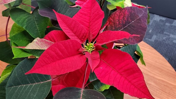 12 000$ pour la Fondation Au Bercail grâce aux poinsettias