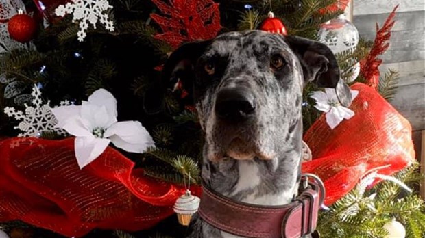 La SPA Beauce-Etchemin organise la Guignolée des animaux