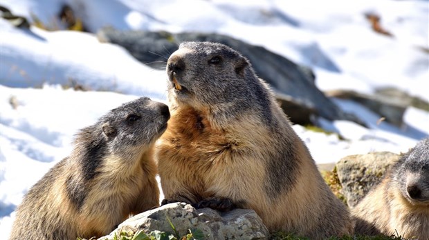 L'hiver touche-t-il à sa fin ? Voici le point de vue des marmottes
