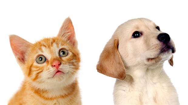 L’assurance maladie pour minou et pitou : une tranquillité d’esprit!