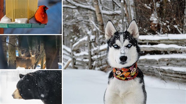 Appel de photographie : Les animaux hivernaux