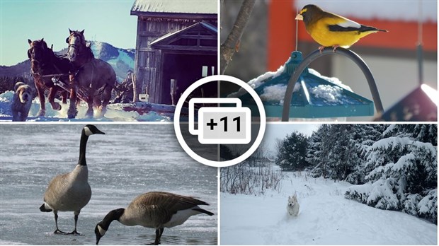 Galerie photos de vos animaux hivernaux