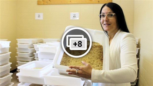 Séduire la Beauce avec de la farine d'insectes 