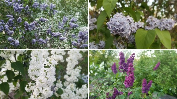 Le Musée des Lilas hôte d'un congrès international en 2020