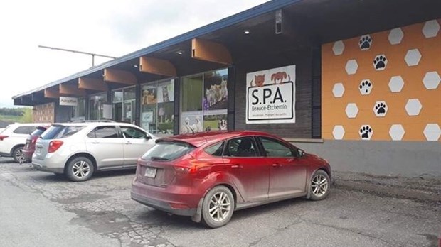 La S.P.A. Beauce-Etchemin n'accepte plus les animaux de certaines municipalités
