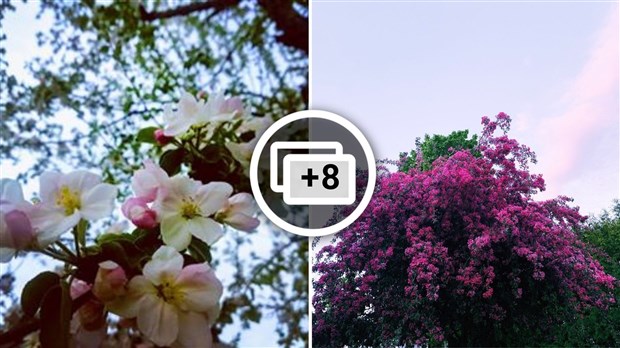 Galerie photos de vos pommiers en fleurs