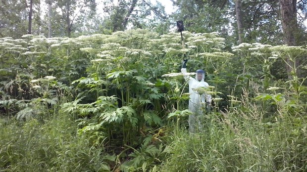 La berce du Caucase : une plante importante à éradiquer