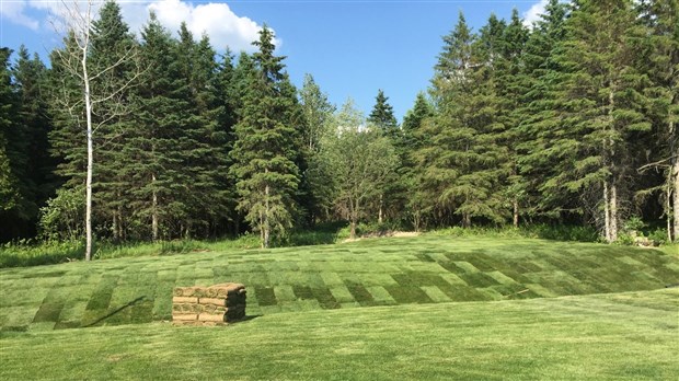 Trucs et conseils pour garder votre gazon vert et en santé