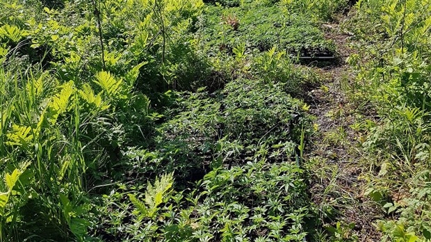 Poursuite de la lutte contre la production illégale de cannabis