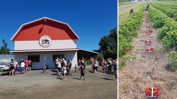 Une saison de récolte fructueuse pour les producteurs de fraises