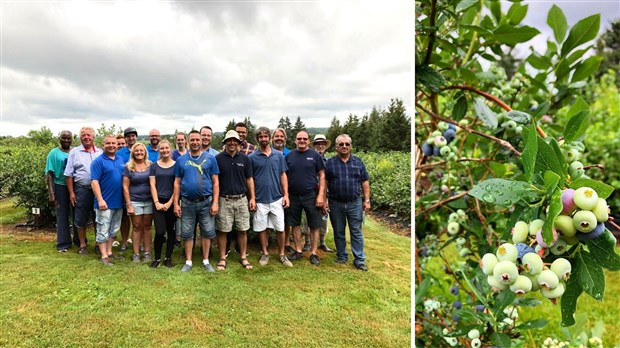 Un million de livres de bleuets s’apprêtent à être cueillies dans la région de Chaudière-Appalaches 