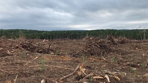 L'Association des propriétaires de boisés de la Beauce ont planté 325 000 arbres