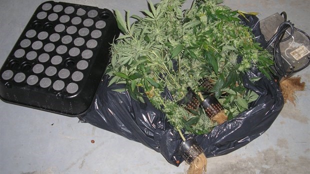 Deux perquisitions reliées aux stupéfiants à Beauceville et Saint-Victor