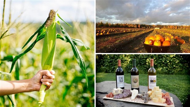 La campagne « Vendanges et autocueillette en Chaudière-Appalaches » se déploie pour une 4e année consécutive