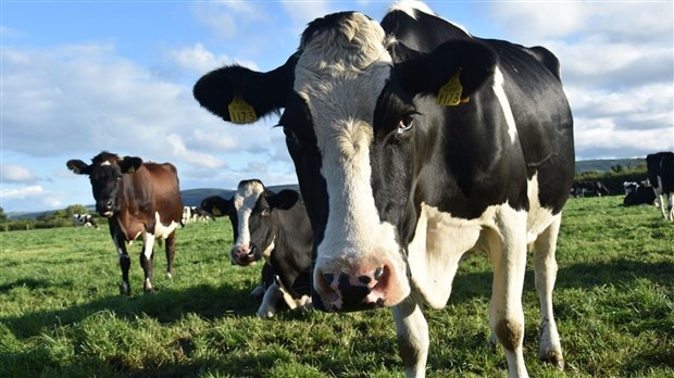 Plusieurs fermes de Chaudières-Appalaches ouvriront leurs portes au public ce dimanche